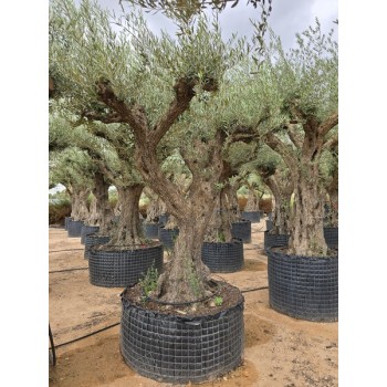 Olea tronco viejo selección circunf. 80/100 CTM